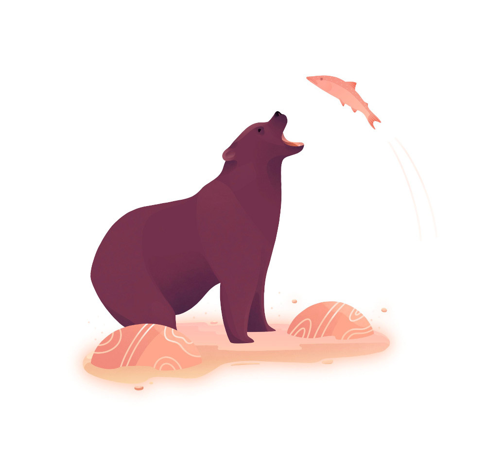 Illustration of black bear catching spawning salmon in shallow river.